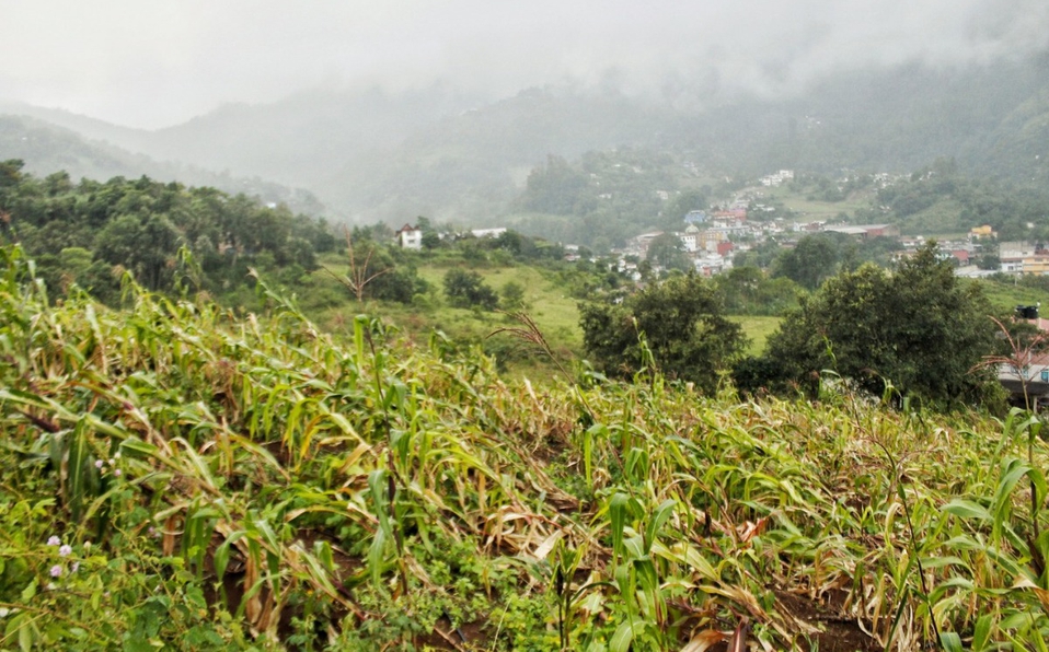 Huracán Grace devasta cultivos en la Sierra Norte