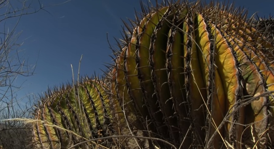 Conoce las cactáceas gigantes de Guanajuato
