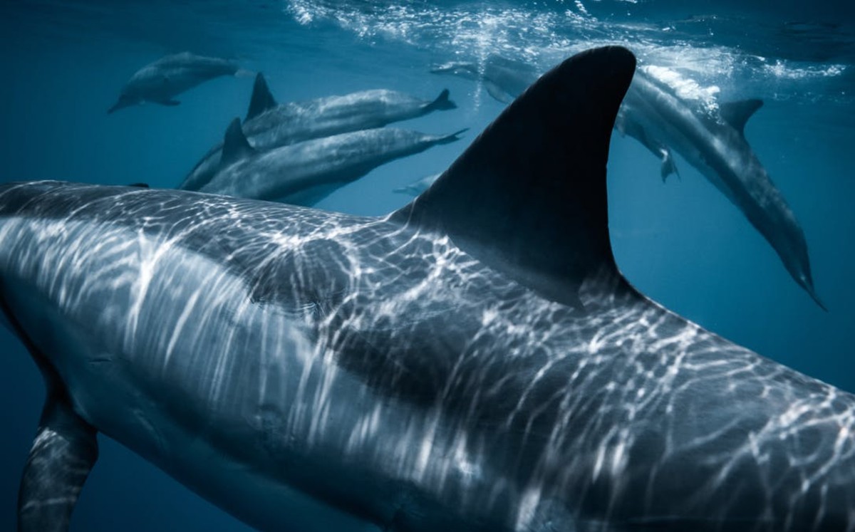 Los 5 mejores lugares del mundo para bucear con tiburones