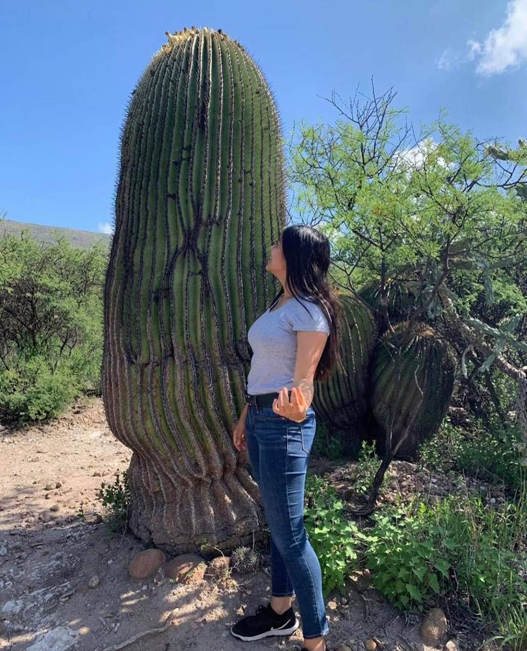 Conoce las cactáceas gigantes de Guanajuato
