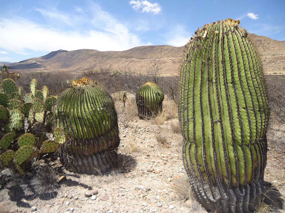 Conoce las cactáceas gigantes de Guanajuato