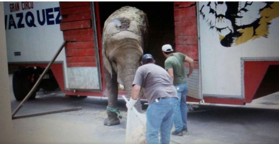 Ely, la elefanta que fue rescatada de un circo y ahora es la última ejemplar en la CdMx