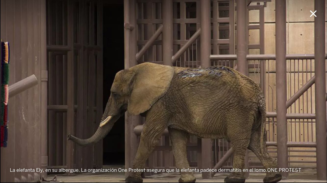 Ely, la elefanta que fue rescatada de un circo y ahora es la última ejemplar en la CdMx