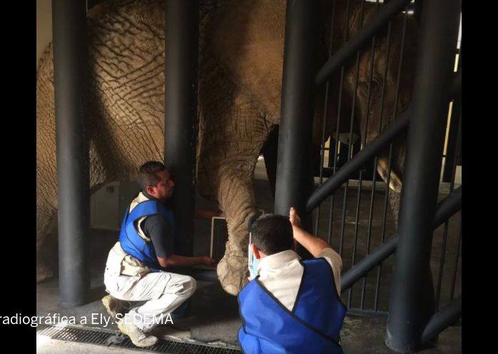 Ely, la elefanta que fue rescatada de un circo y ahora es la última ejemplar en la CdMx