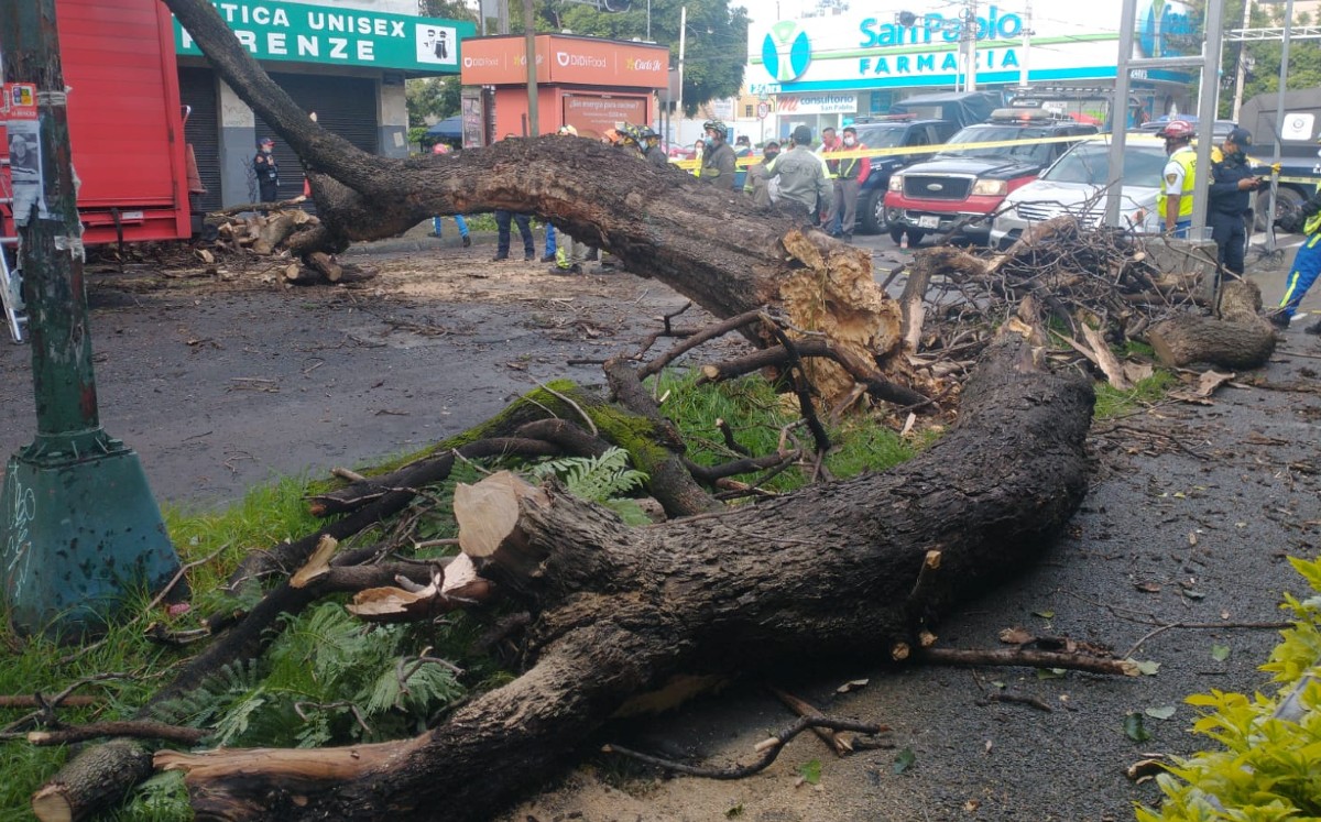 Cae árbol de 20 metros en Benito Juárez; daña varios autos y un camión de refrescos