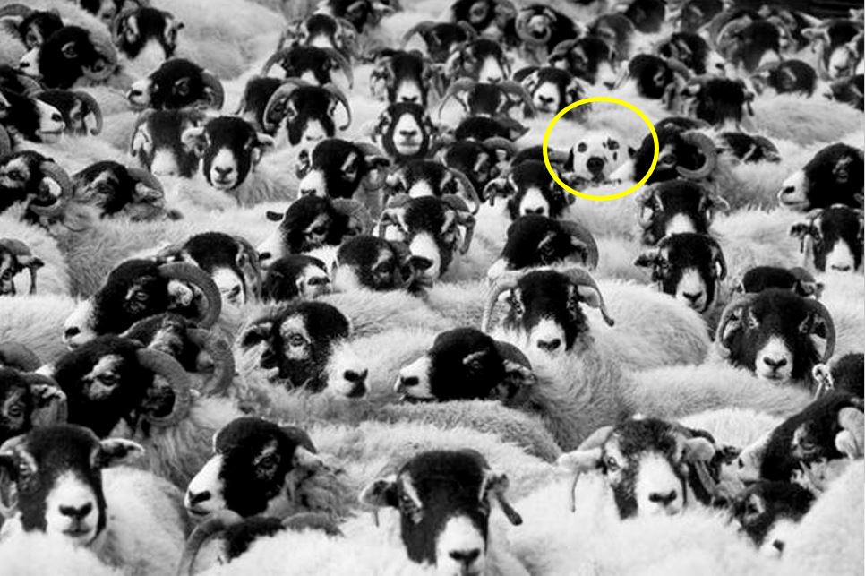 Encuentra al perrito escondido entre las ovejas; ¿Podrás?