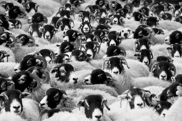Encuentra al perrito escondido entre las ovejas; ¿Podrás?