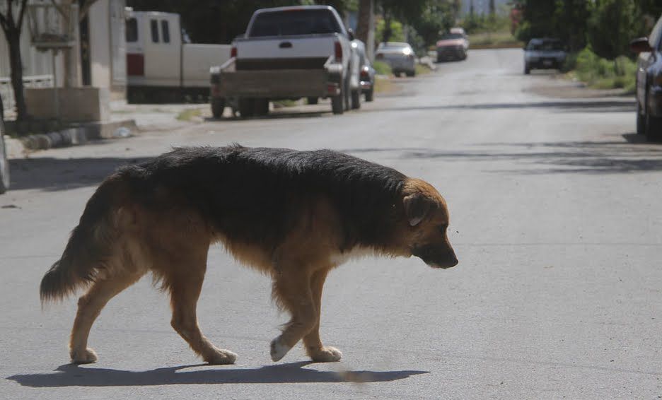 Mujer sufre mordedura de perro; dueño del animal no se responsabiliza