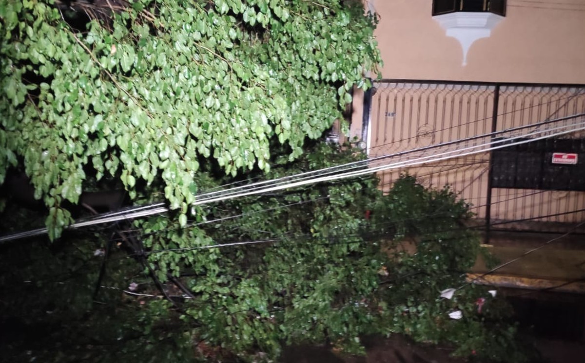 Lluvias y ráfagas de viento, provocan caída de árboles en el Área Metropolitana de Guadalajara