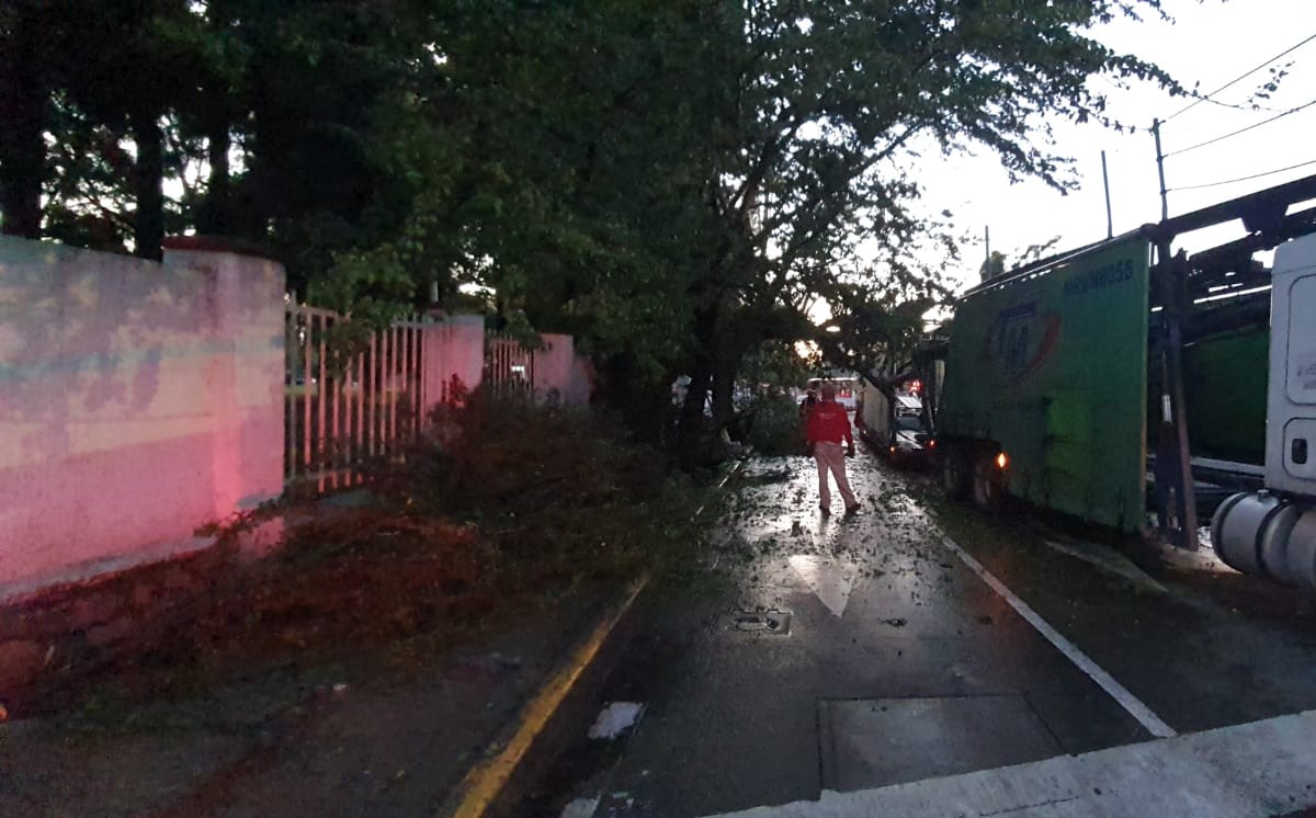 Árbol de aproximadamente 13 metros, cae sobre vehículo de carga en la avenida Río Nilo