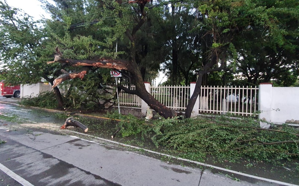 Árbol de aproximadamente 13 metros, cae sobre vehículo de carga en la avenida Río Nilo