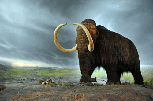 Científicos planean recrear al Mamut lanudo para 'sanar' la Tierra