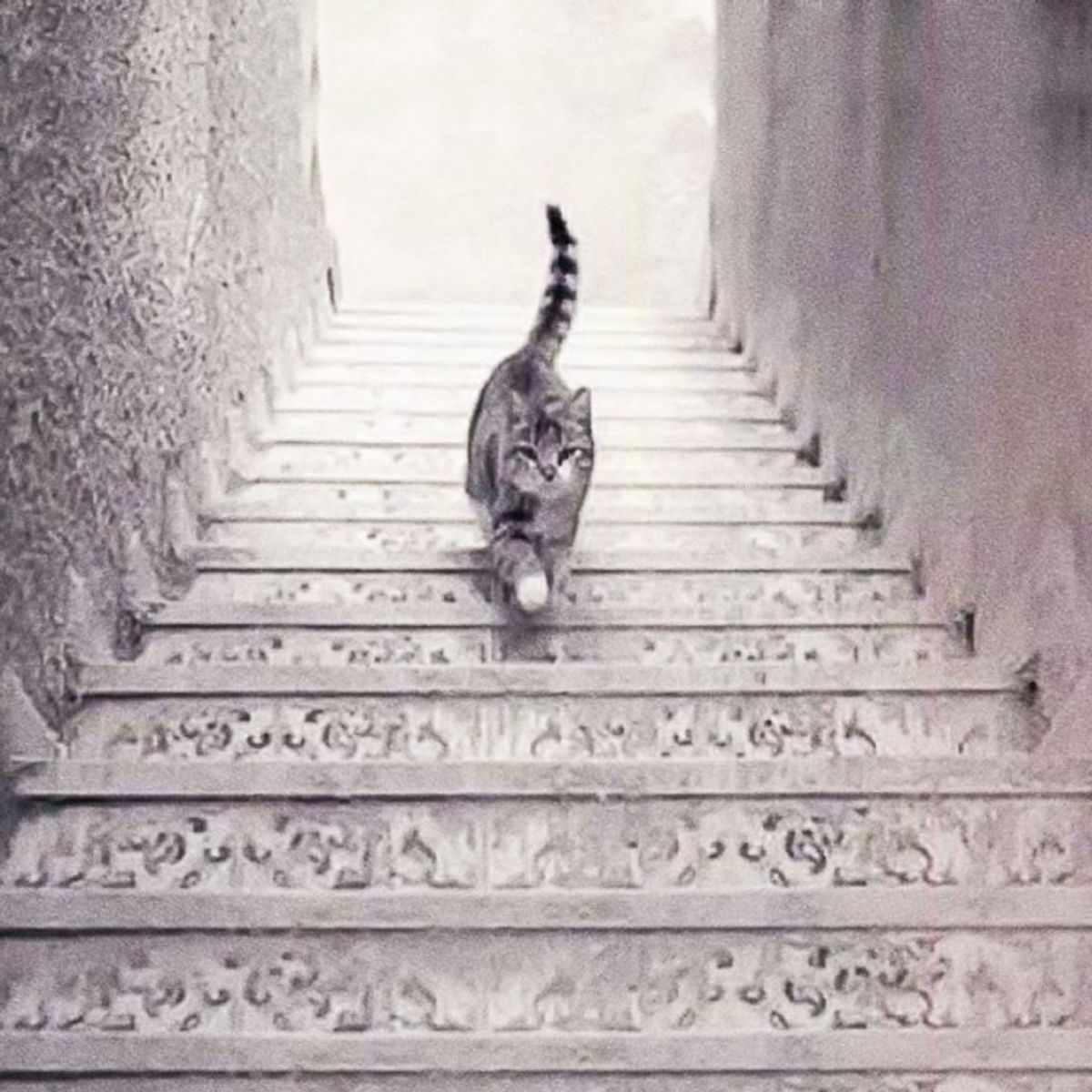 Reto visual: ¿El gato sube o baja la escalera?