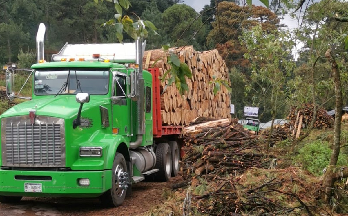 Dos presuntos talamontes son detenidos con más de 40 troncos en el Ajusco