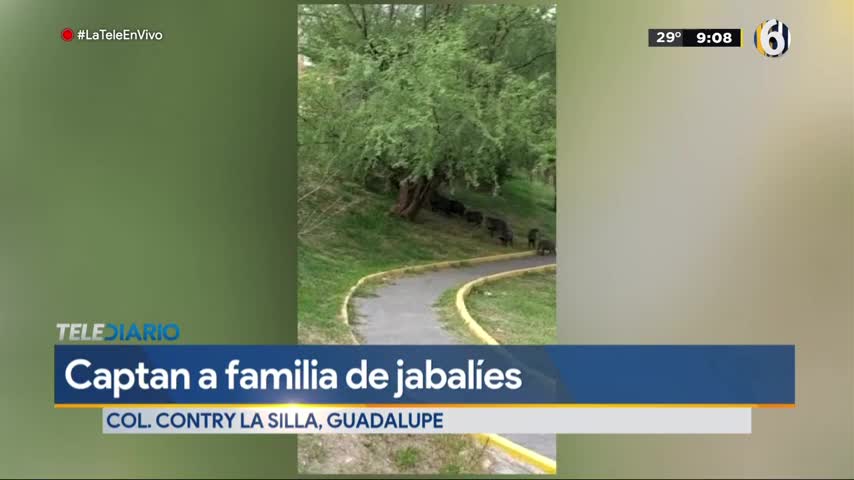 Telediario noticia VIDEO: Familia de jabalíes pasea en la colonia Contry La Silla 