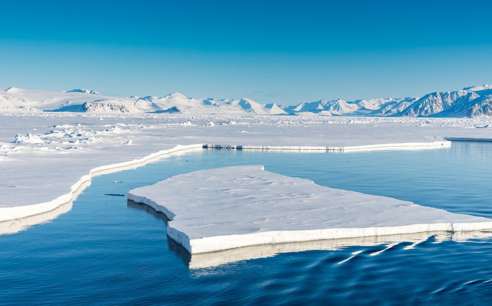 Especies marinas son obligadas a migrar por aumento de temperatura en océanos
