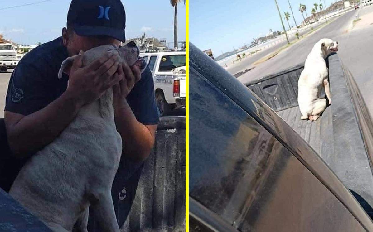 Hombre da último paseo a su perrito con cáncer, antes de la eutanasia