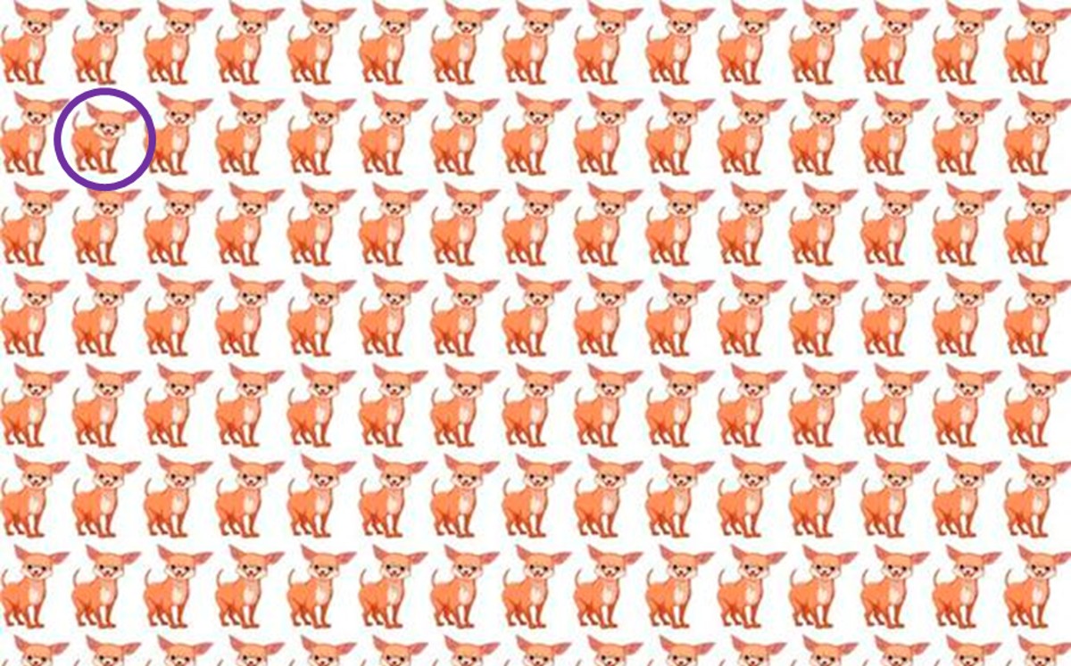 Encuentra al perrito chihuahueño diferente en la foto, ¿podrás lograrlo?