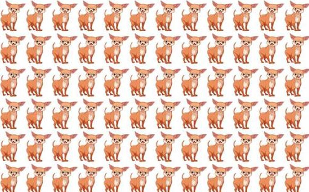 Encuentra al perrito chihuahueño diferente en la foto, ¿podrás lograrlo?