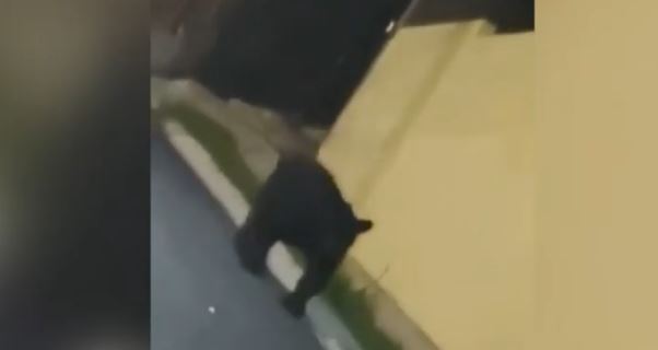 VIDEO: Oso recorre calles de la colonia Colinas de Sur en Monterrey
