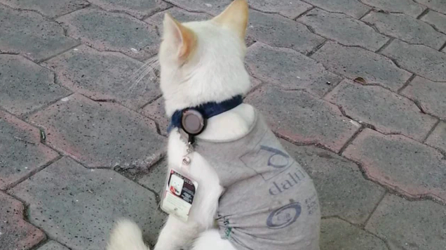 Gatito callejero consigue trabajo como guardia de seguridad