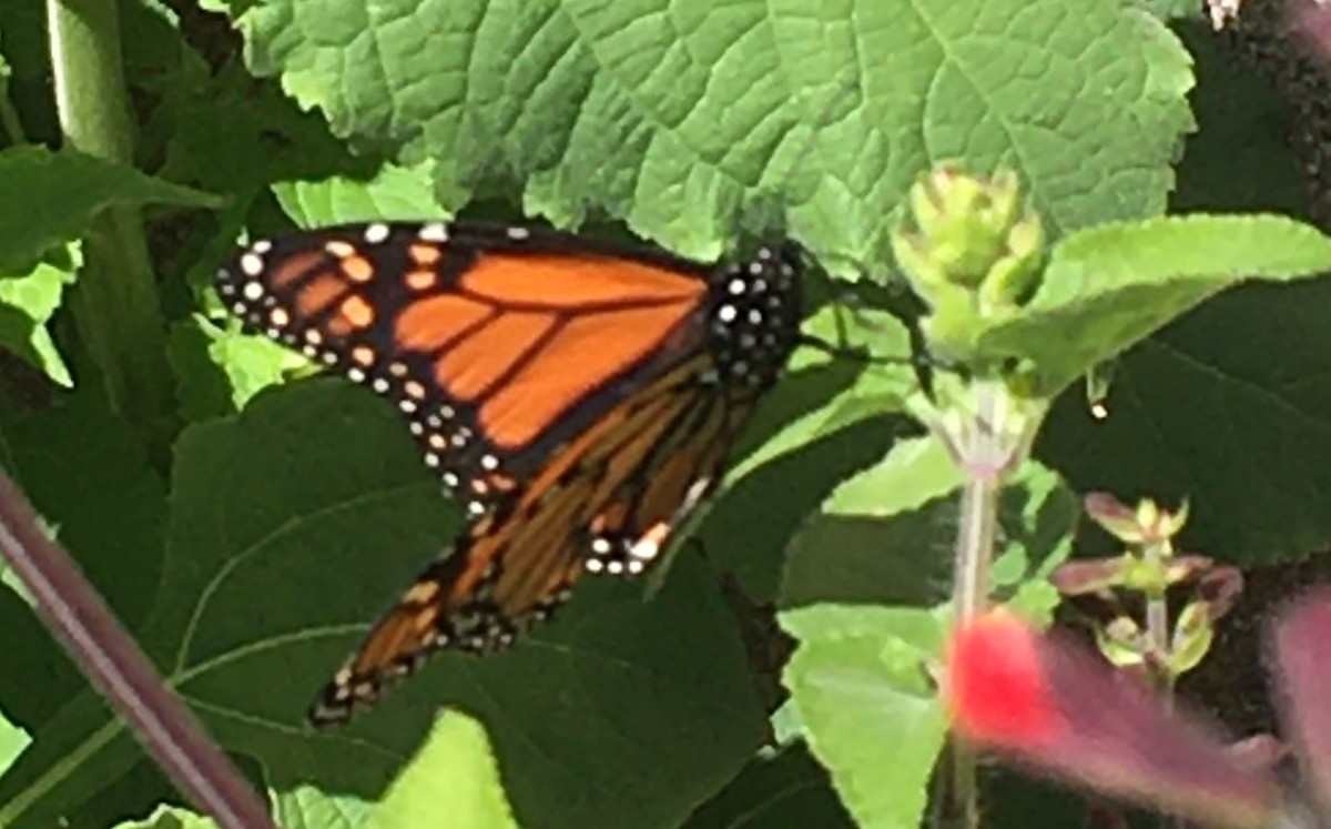 Conoce todo sobre la biodiversidad de México con iNaturalist