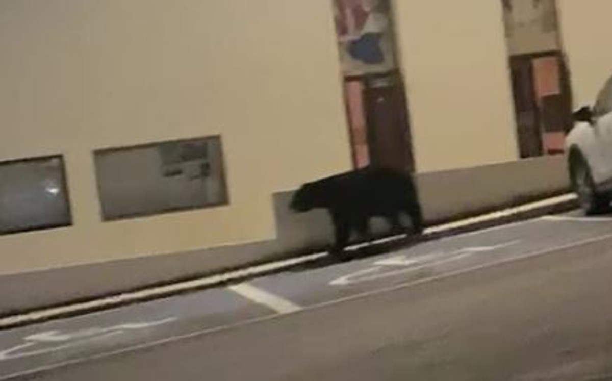 Captan oso deambulando por calles de la colonia Mirador Residencial en Monterrey