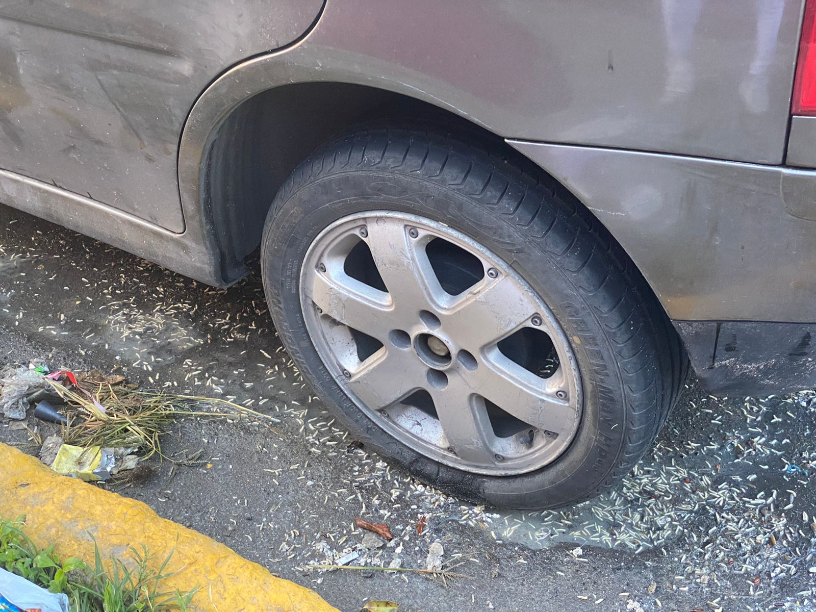 Vecinos denuncian camioneta abandonada en GAM; despide mal olor y está infestada de larvas
