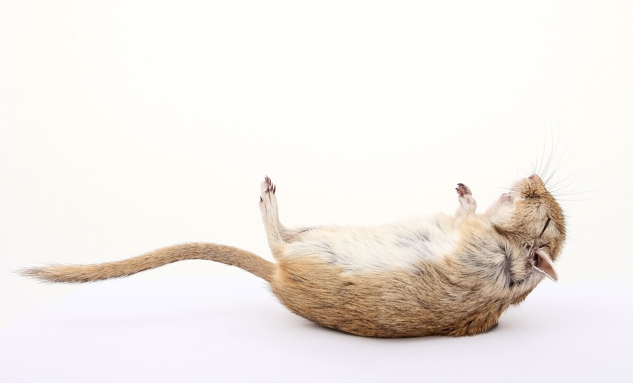 La dieta keto provoca problemas cardiacos en ratones de laboratorio, según estudios