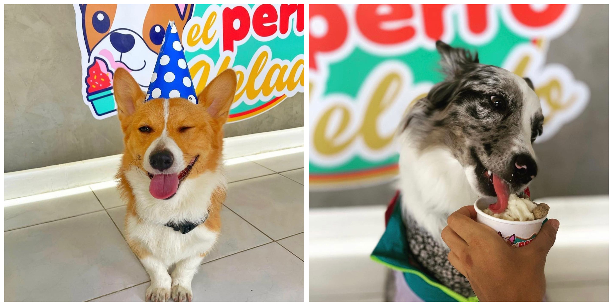 Consiente a tu lomito; jalisciense crea una heladería para perros