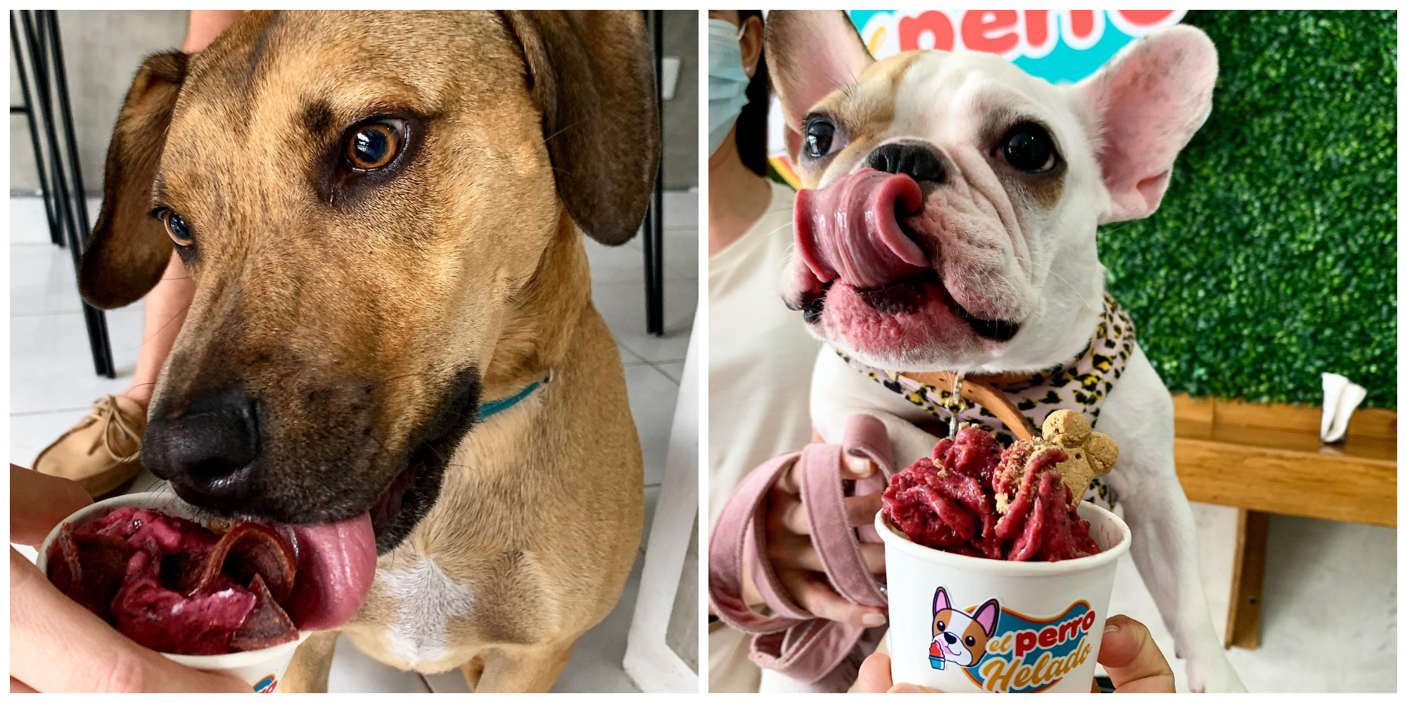 Consiente a tu lomito; jalisciense crea una heladería para perros
