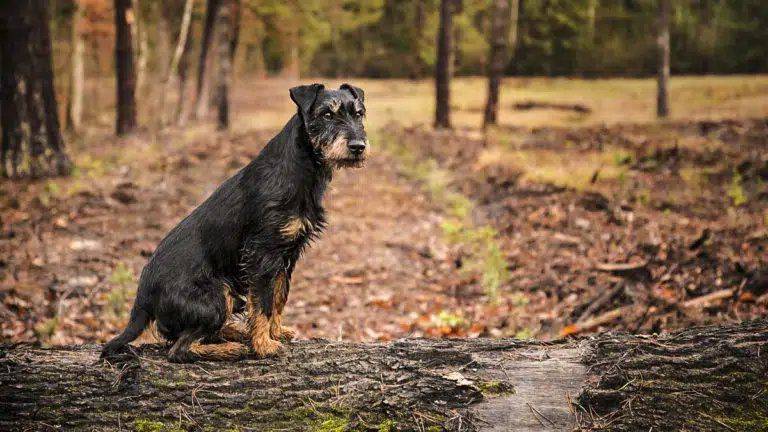 Perro se pierde en vacaciones; viajó 380 kilómetros para llegar a casa
