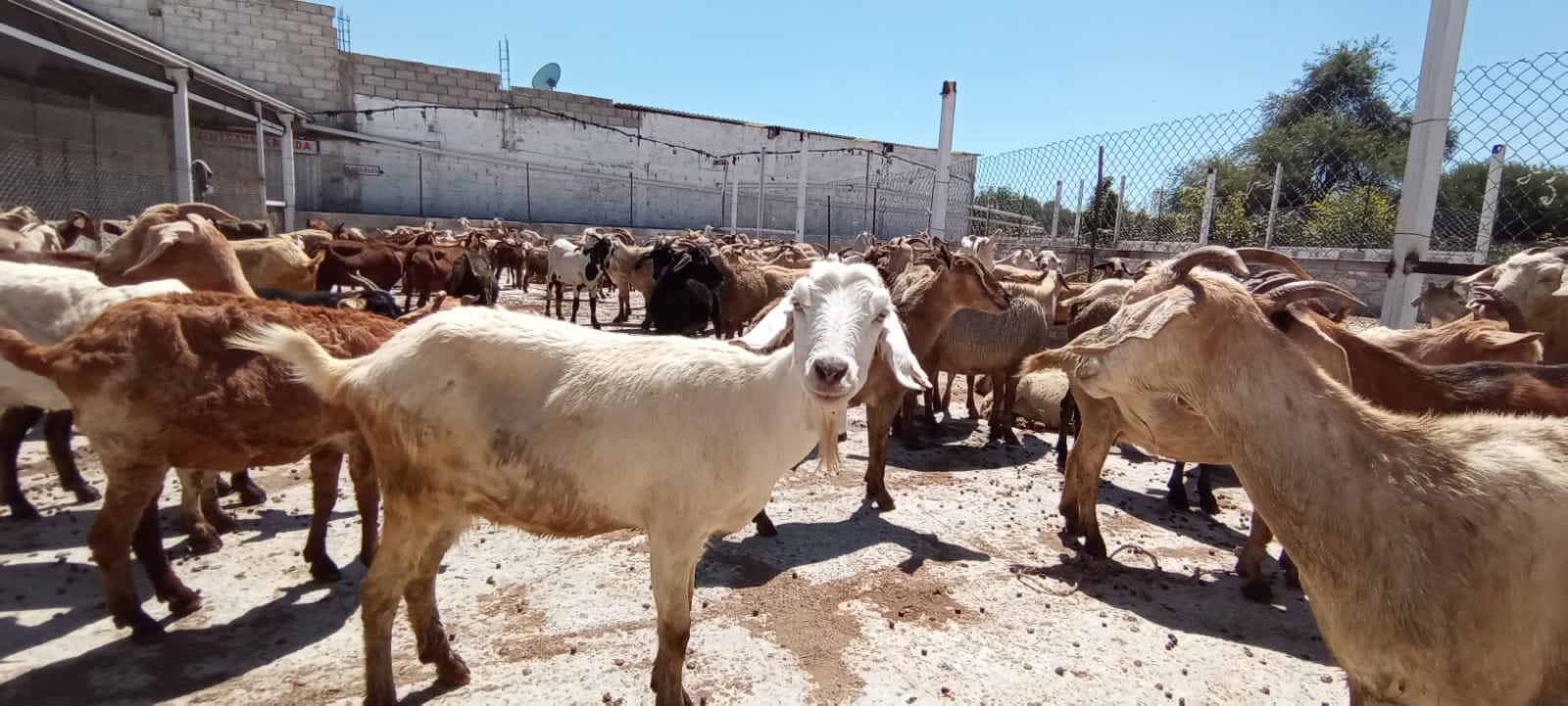 Piden vigilar que no exista carne apócrifa durante temporada de Mole de Caderas