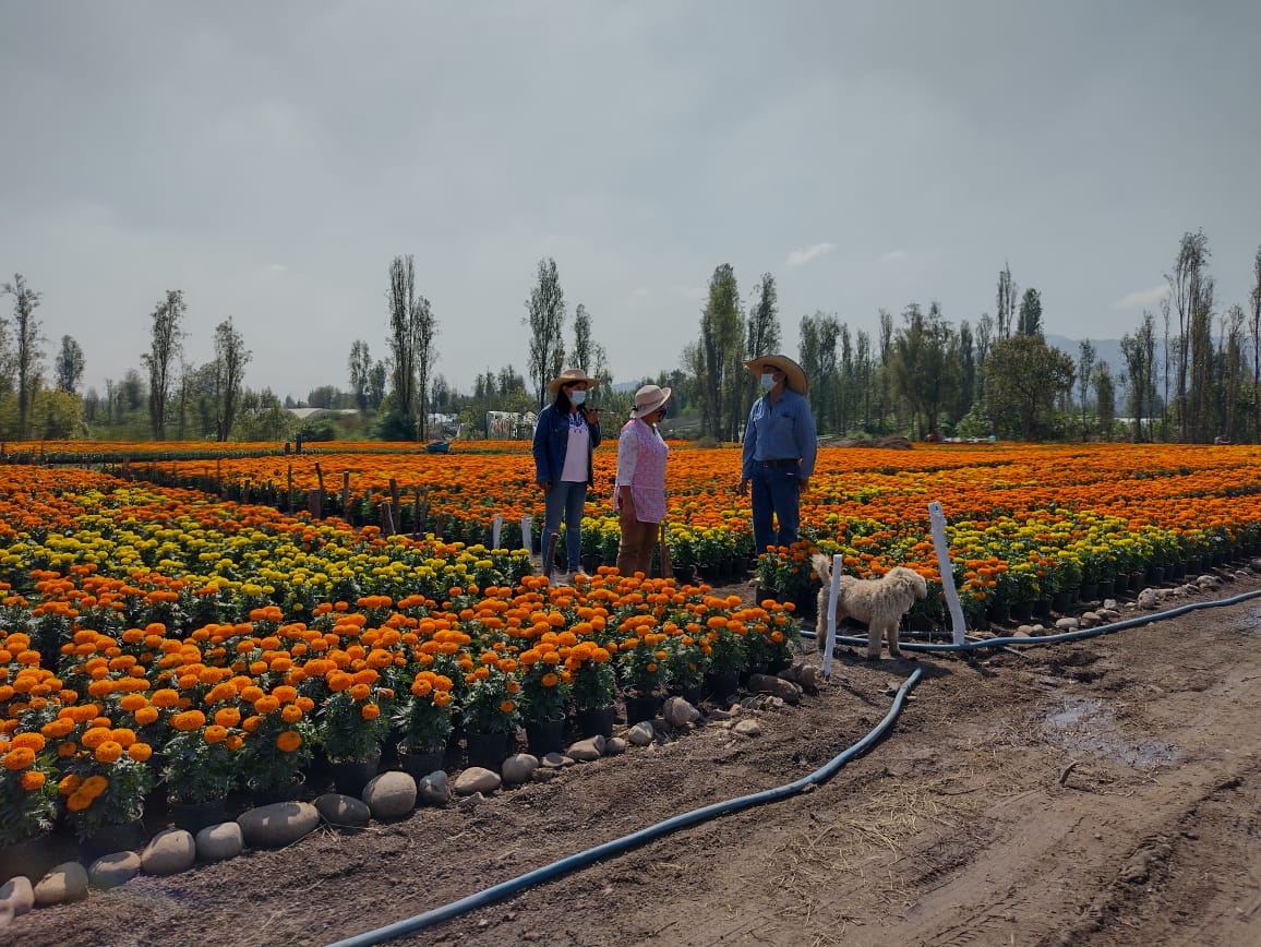 Cempasúchil, flor que guía el camino de los muertos, inicia su temporada de venta en CdMx