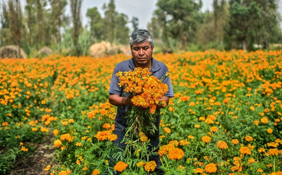 ¿Cuál es el origen de la flor de cempasúchil y dónde se produce?