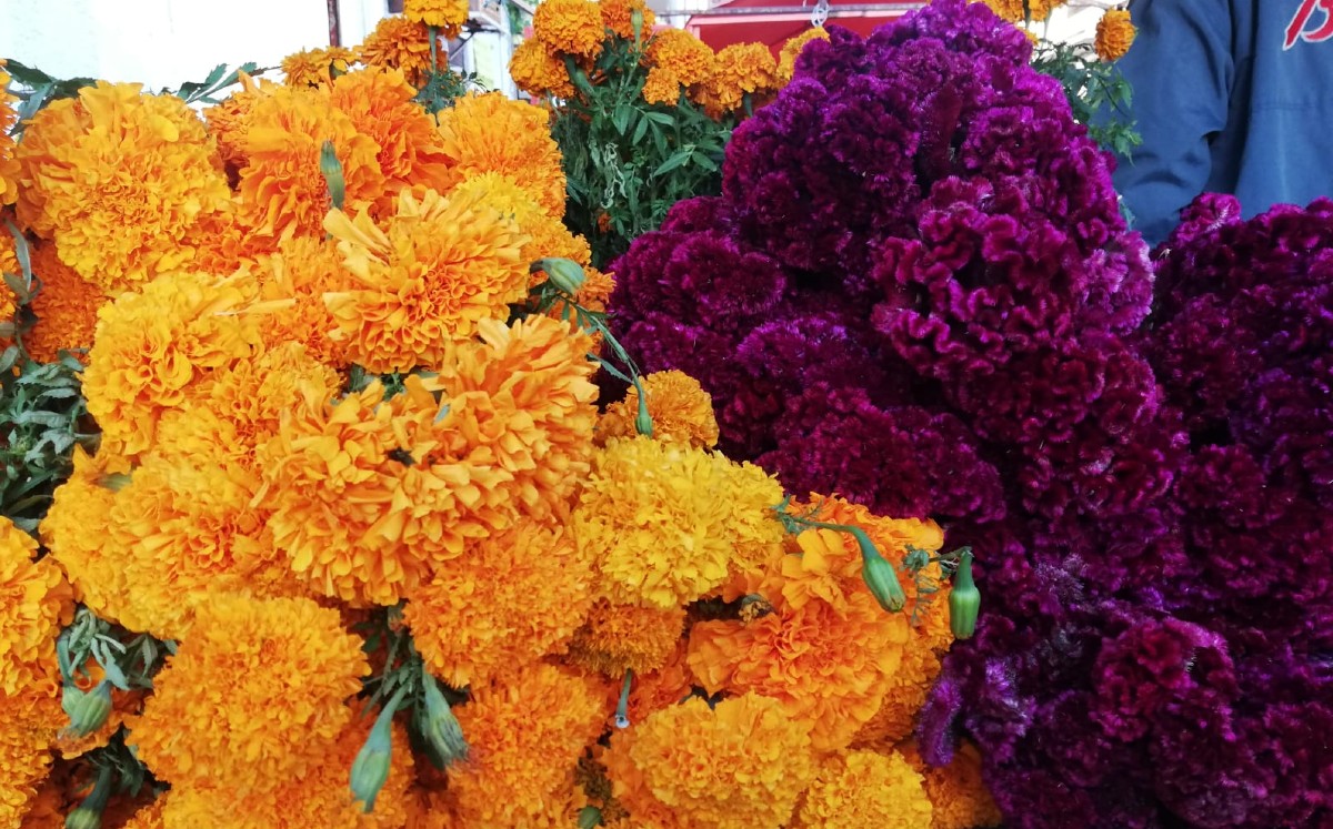 Comienza la venta de flores de cempasúchil 