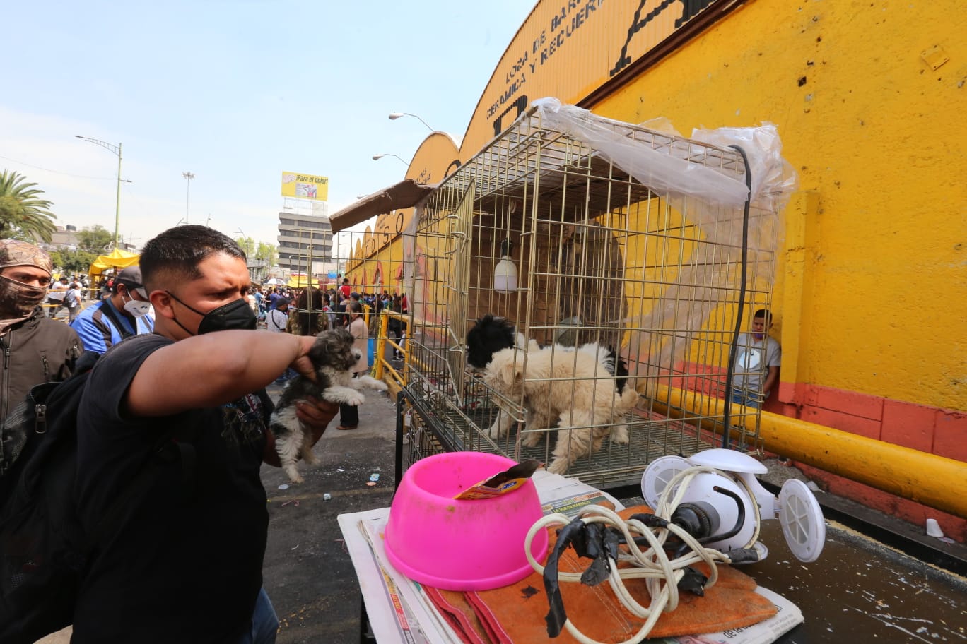 Sheinbaum dialogará con locatarios del Mercado de Sonora para eliminar venta de animales