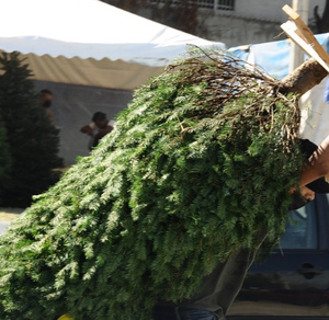 Beneficios y recomendaciones para mantener fresco el pino de Navidad. / Raúl Palacios Beneficios y recomendaciones para mantener fresco el pino de Navidad. / Raúl Palacios