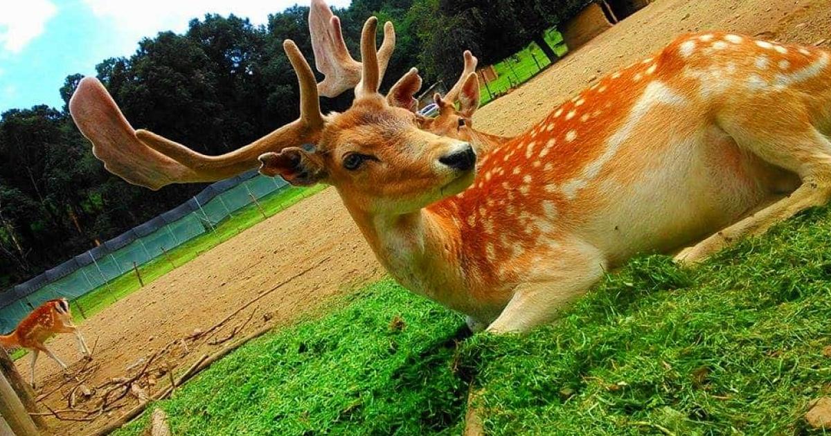 Rancho Los Ciervos en Puebla / Facebook Rancho Los Ciervos