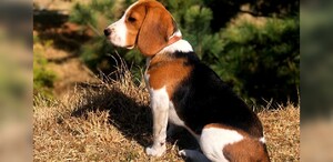 38 perros beagle podrían ser sacrificados / Archivo 38 perros beagle podrían ser sacrificados / Archivo