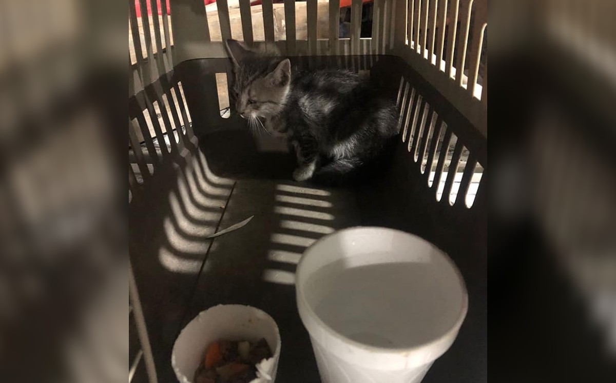, Protección Civil en coordinación con Prodan buscarán un hogar para la mascota. / Cortesía