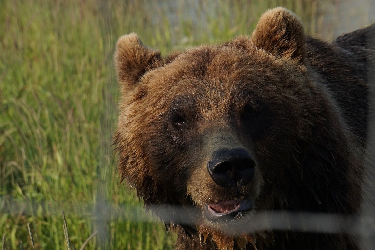 Oso parado sobre césped / Pixabay
