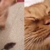 En redes sociales circula un video en el que se ve al gato soltar a su presa y después llora.