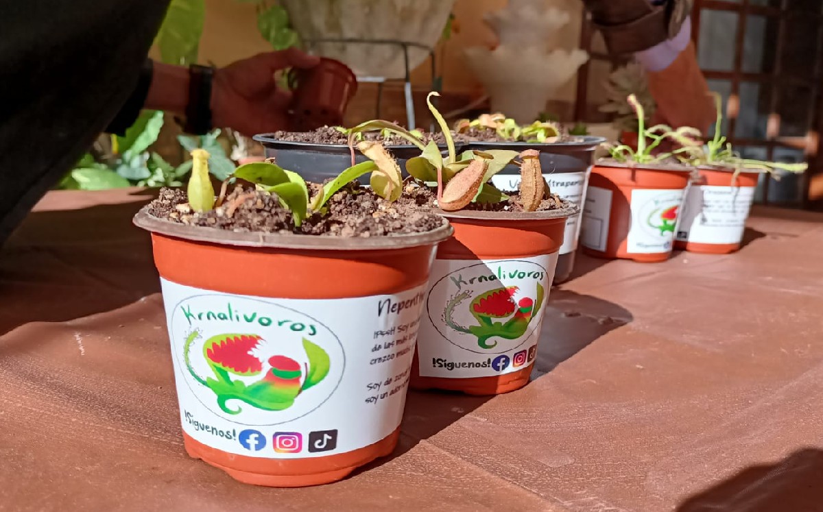 Laguna. Jóvenes reproducen y clonan plantas carnívoras