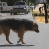 Golpean a perro con un bate en la GAM