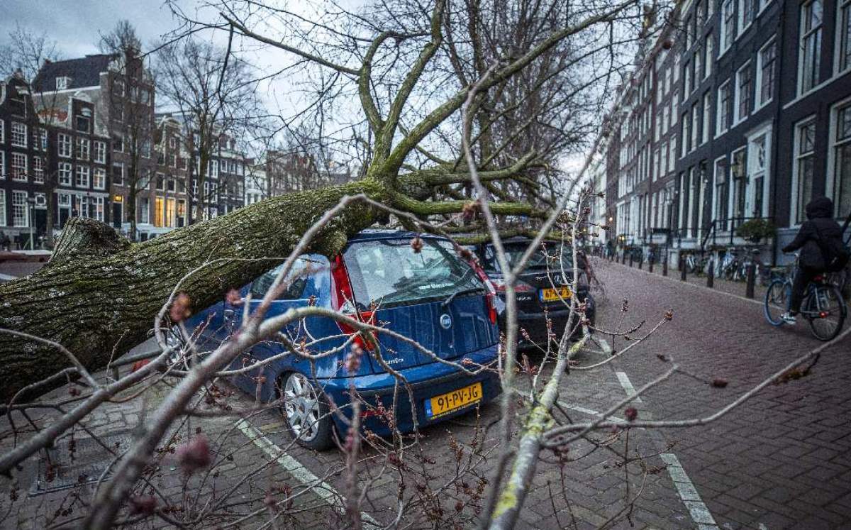 Uno de los árboles caídos en Europa / Agencia AFP