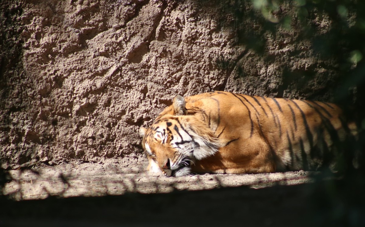Búsqueda del tigre de Apaseo el Grande, se extiende hasta Celaya / Archivo