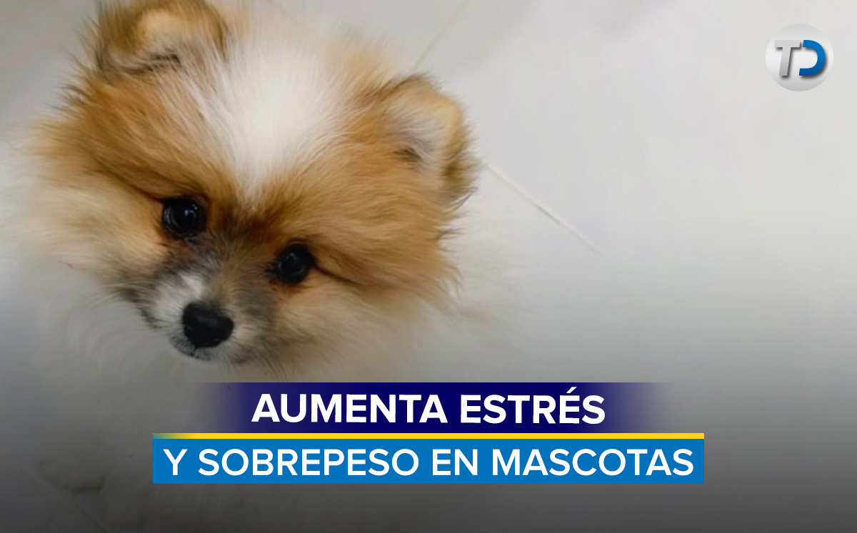 Enfermedades y padecimientos en mascotas / Telediario