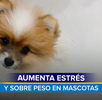 Mascotas padecen más estrés y sobrepeso
