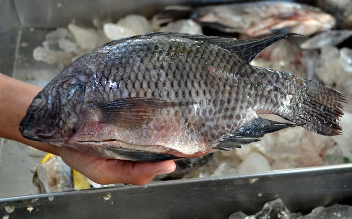 Detectaron organismos coliformes fecales